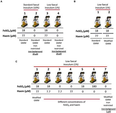 Impact of inorganic iron and haem on the human gut microbiota; An in vitro batch-culture approach